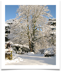 Gardens in the snow